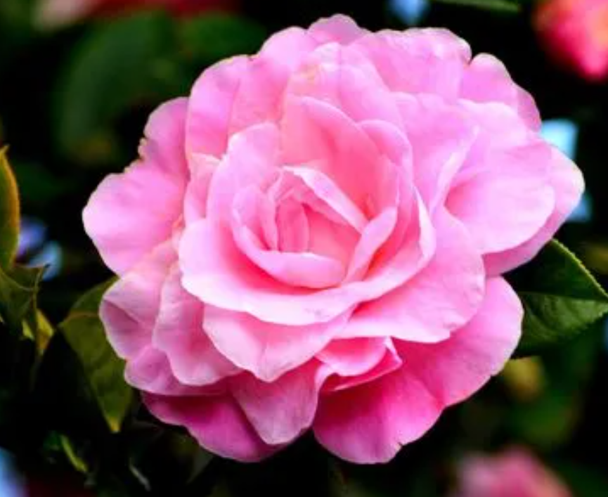 茶花养在家里好吗