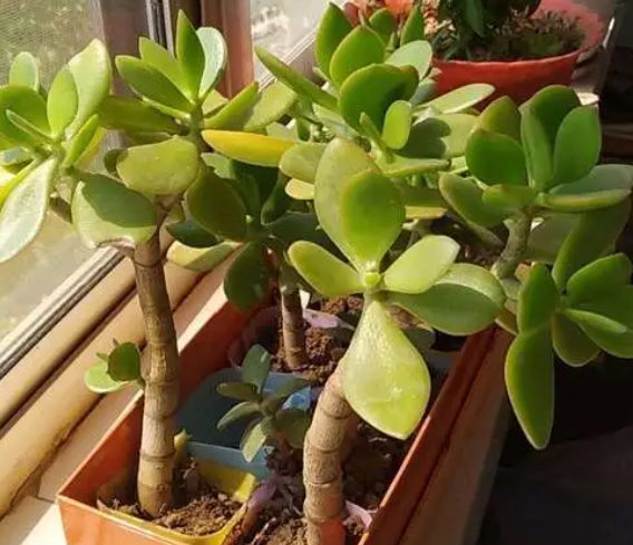 玉树换土后不发根怎么办