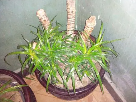 龙血树的扦插繁殖方法