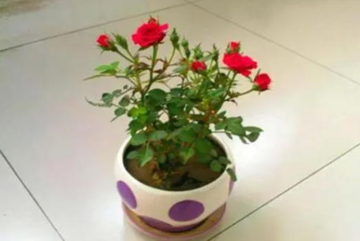 花卉几月份换盆比较好