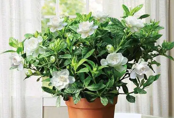 小栀子花能长多高