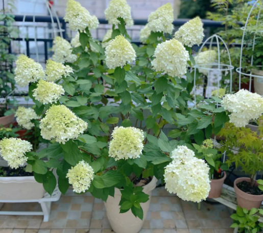 绣球冬天开花了怎么办