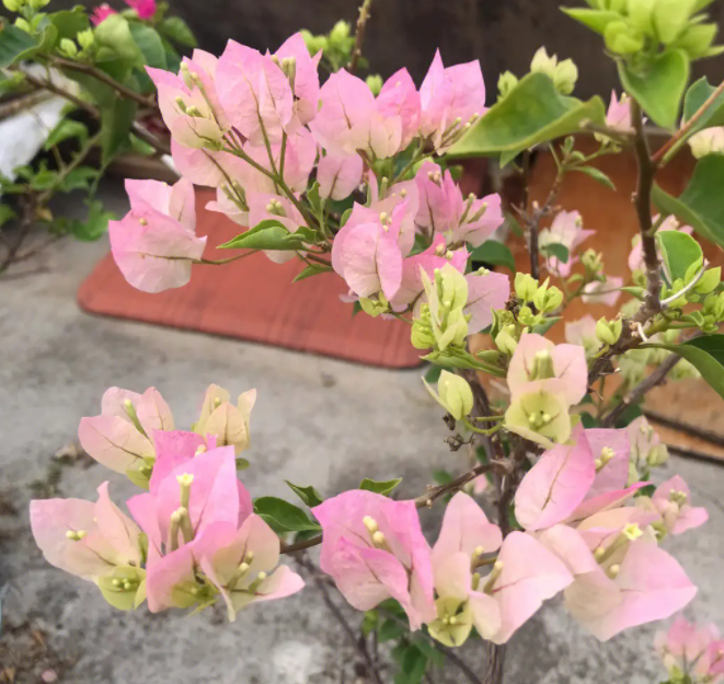 三角梅什么时候开花