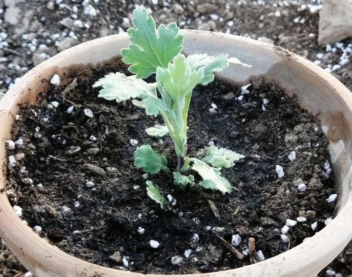 怎样扦插菊花成活高