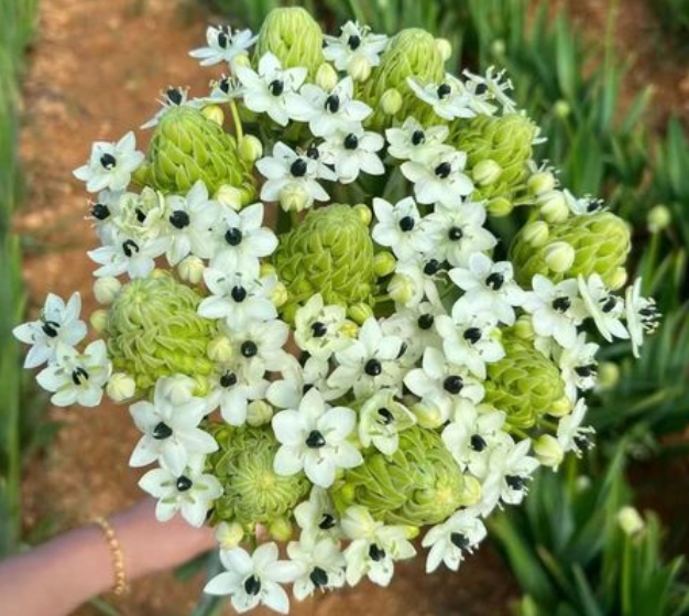 天鹅绒种球花最佳栽种时间