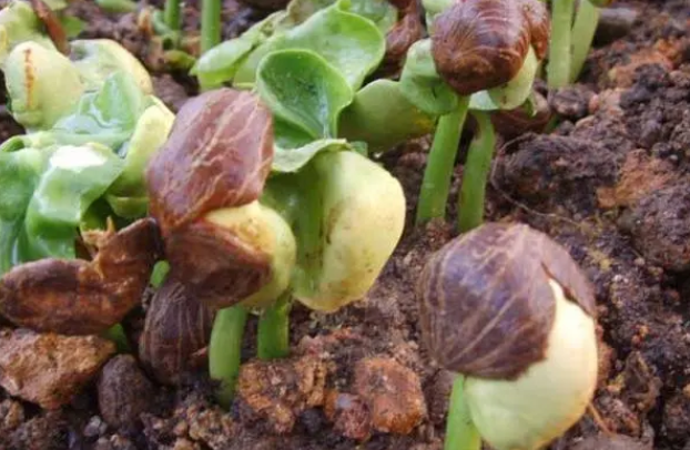 发财树种子没泡开种能出苗吗