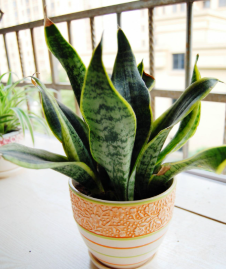 虎皮兰花能晒太阳吗