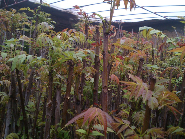 香椿树的根系深吗