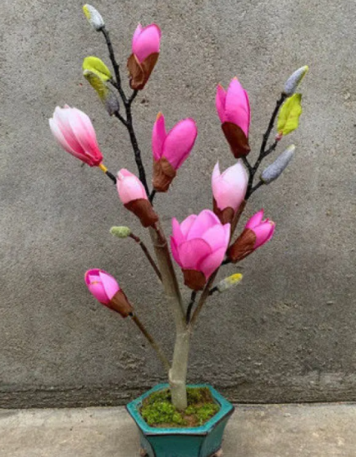 刚买的玉兰花如何盆栽