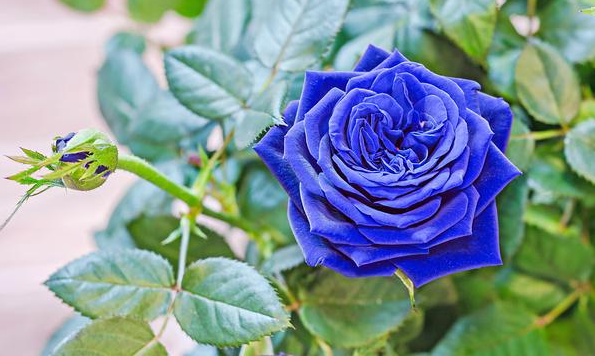 蓝色月季花有哪些品种