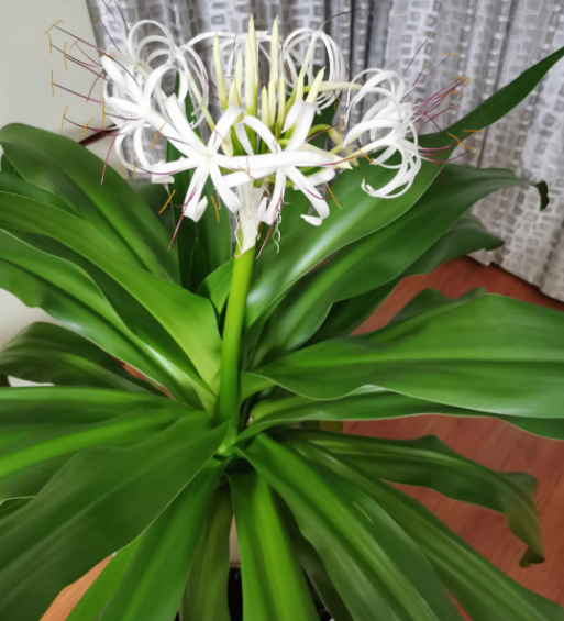 文殊兰开花对家里寓意