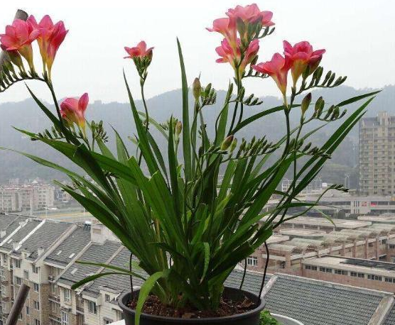 香雪兰栽种后多久能开花