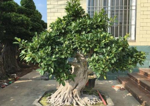 榕树太高了怎么修剪