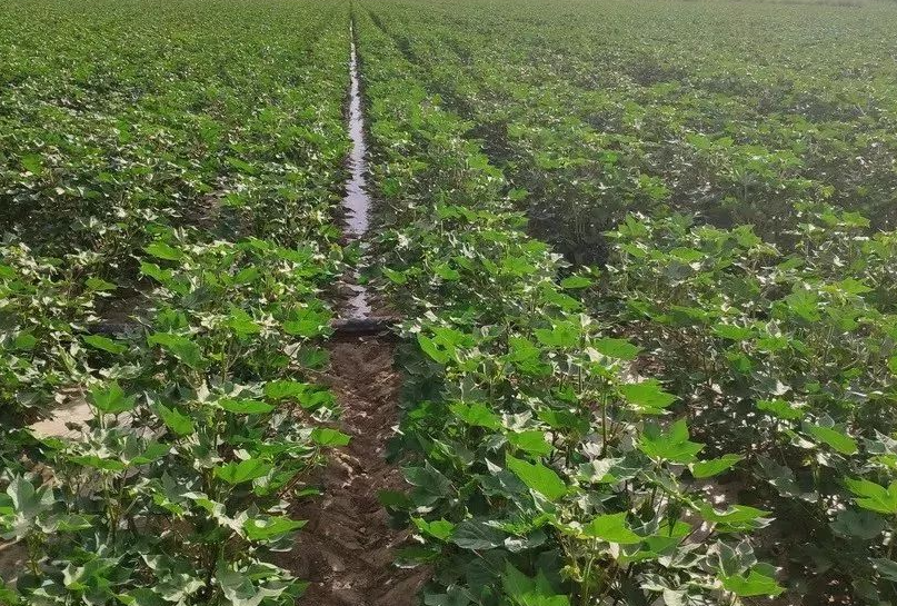 棉花哪个季节播种