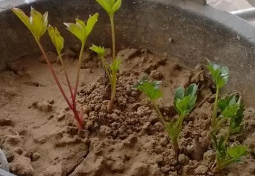 牡丹花种子怎样催芽