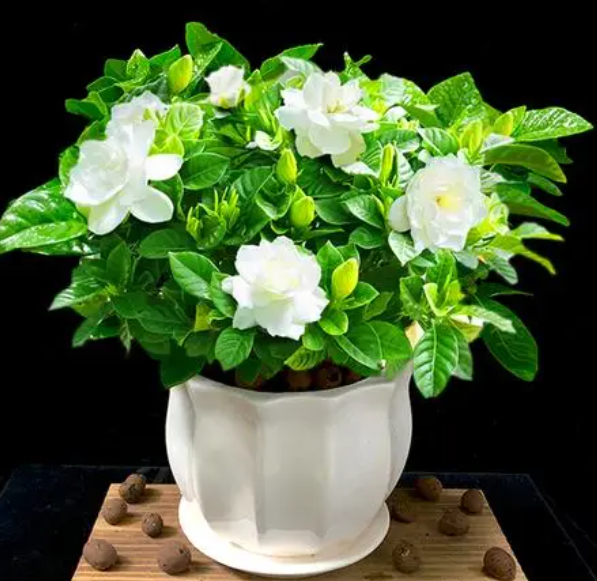 四季栀子花一年开几回