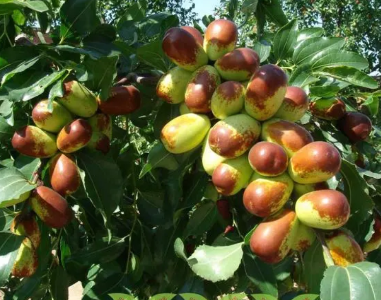 枣树多久能结果