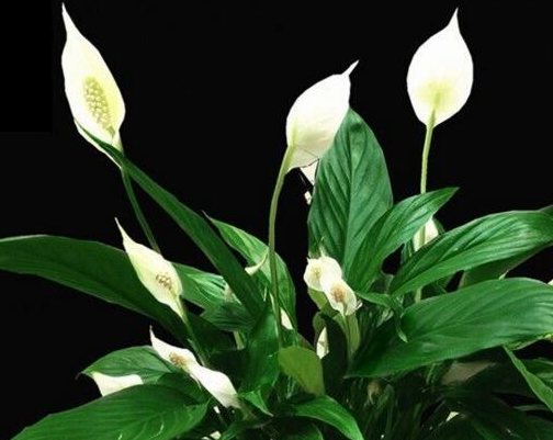 一帆风顺花怎么换盆