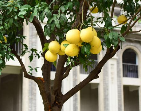 柚子树不开花是什么原因