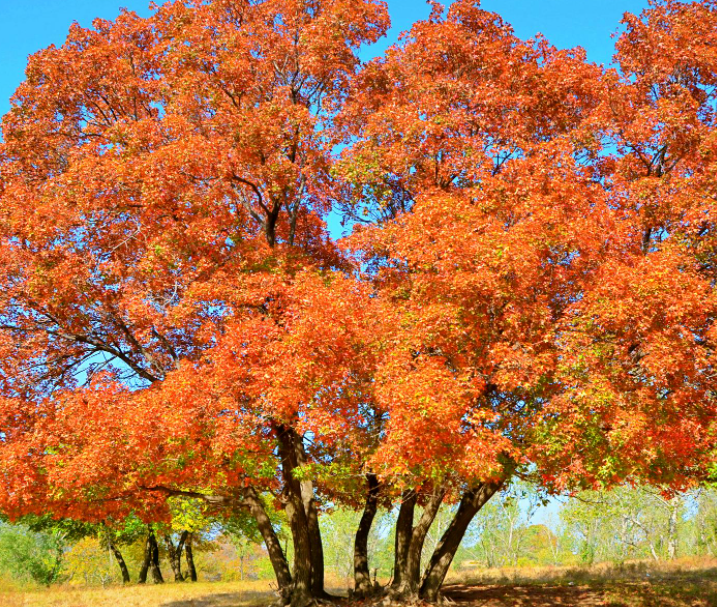 枫树扦插时间和方法是什么呢