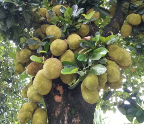 福建有菠萝蜜树吗