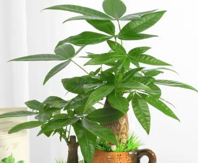 发财树用土的注意事项是什么