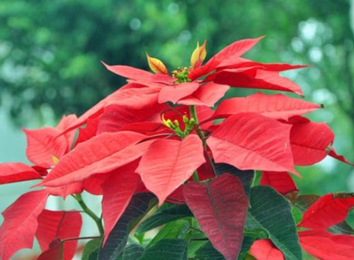 花卉一品红的养殖方法是什么