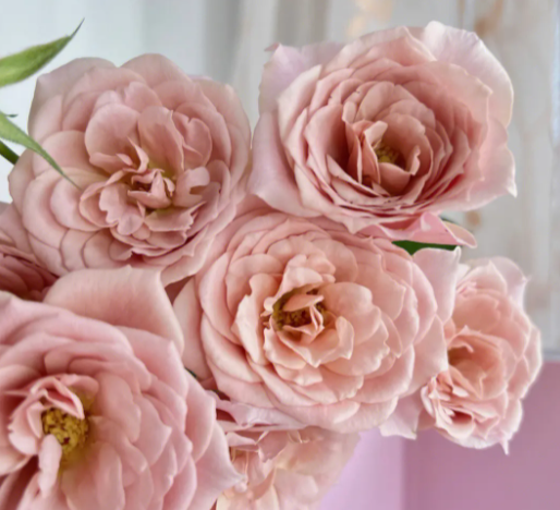 钻石玫瑰一年开几次花