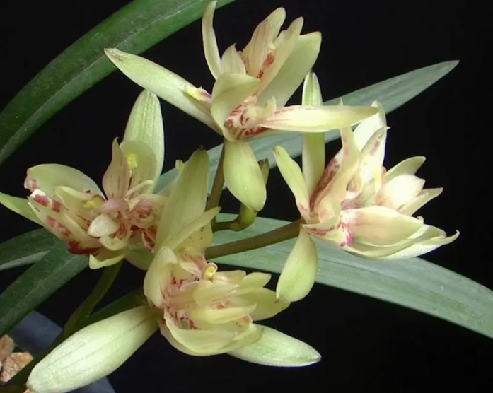 富山奇蝶一年开花几次