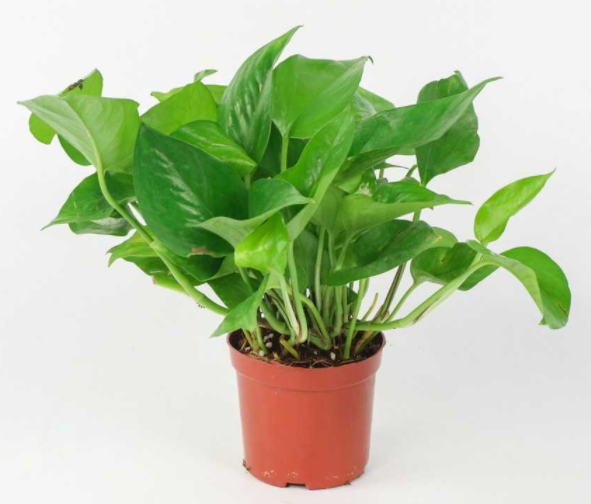 绿萝用啥花盆好