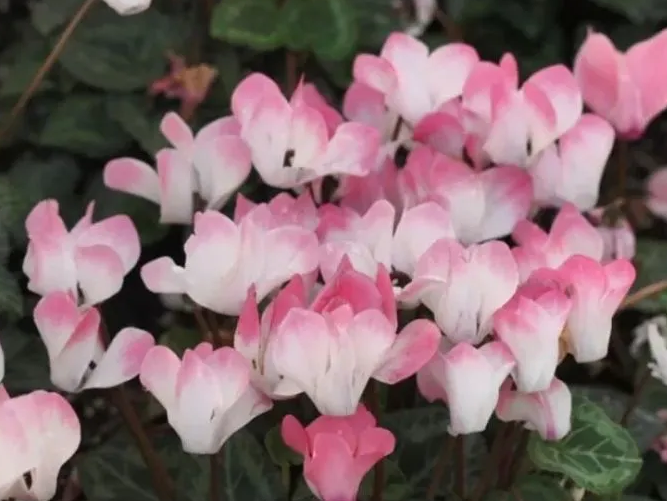 兔耳花如何养护呢