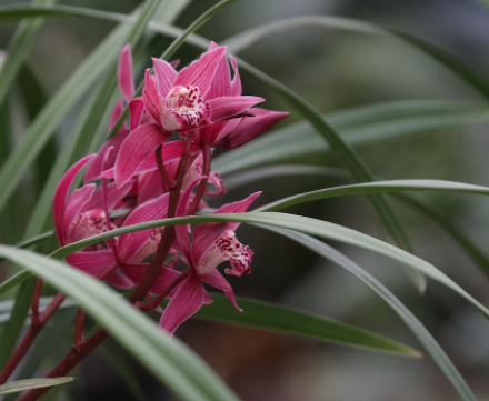 兰花移盆后注意些什么