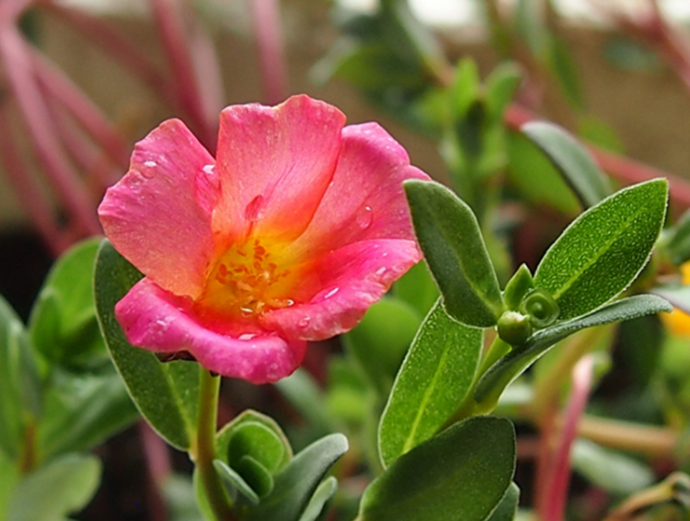 太阳花水培好还是土培好