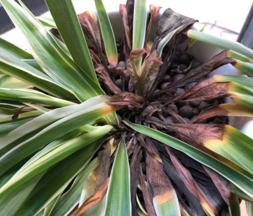 兰花苗腐烂怎么处理