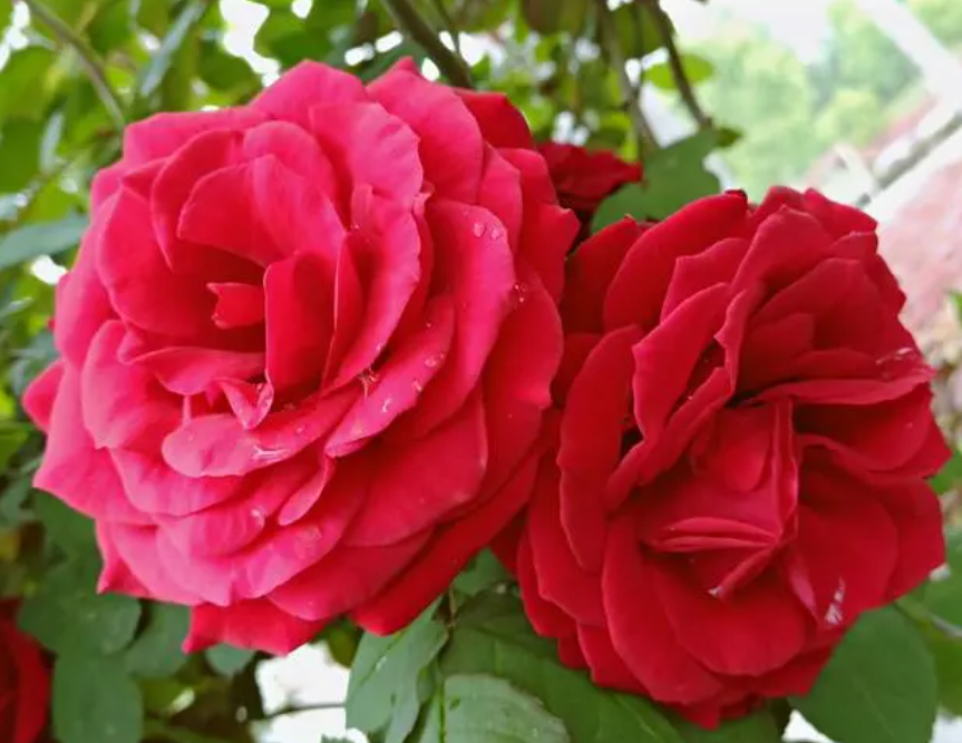 月季花在几月开放