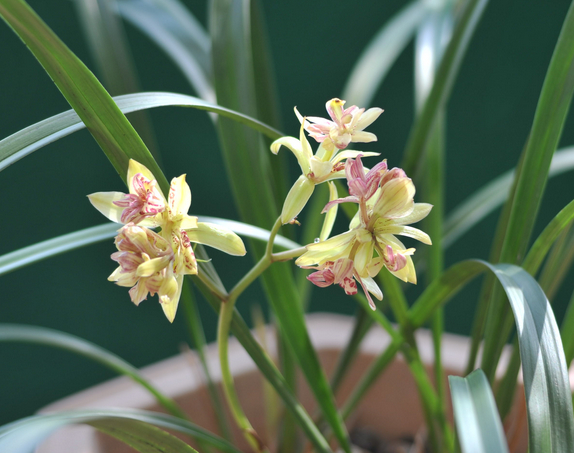 建兰花期如何浇水