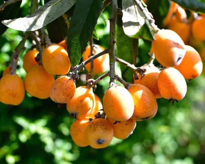 枇杷树适合种在哪里