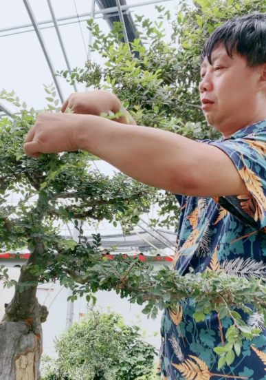 榆树几月份修剪好