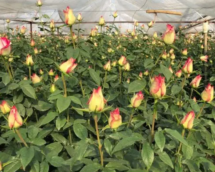 玫瑰养护方法鲜切花