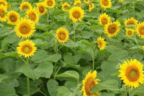 向日葵的花期是多长