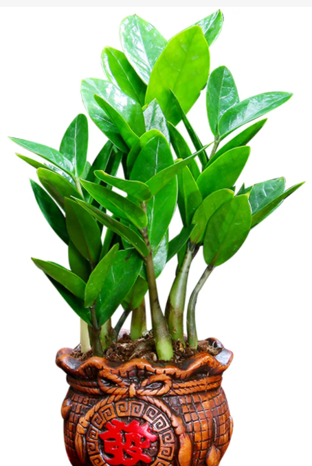 金钱树和发财树的区别