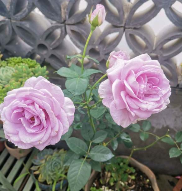 蓝色风暴一年开几次花