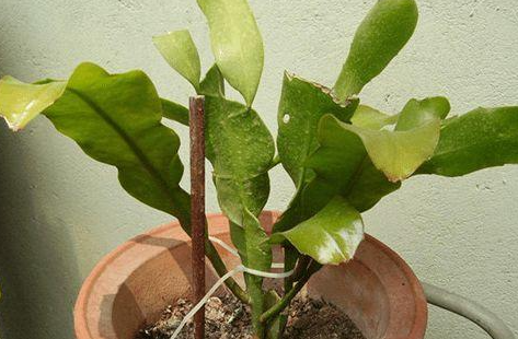 昙花怎么扦插生根快