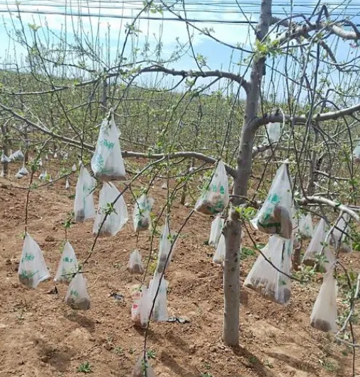 苹果树不拉枝行吗