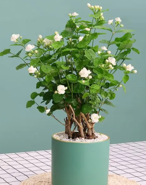 茉莉花适合室内养吗
