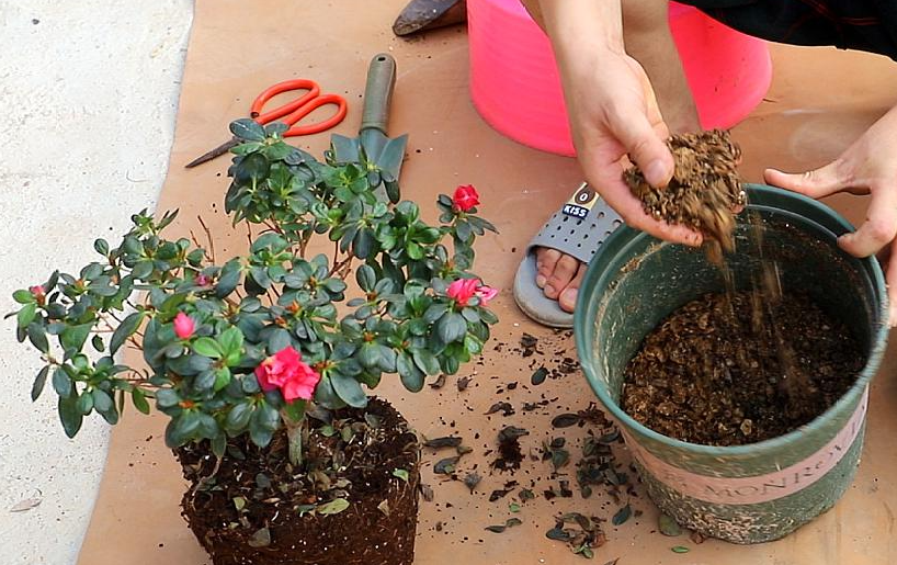 新买杜鹃花如何换盆