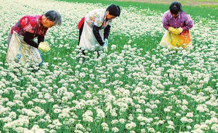 韭菜花什么时候采摘