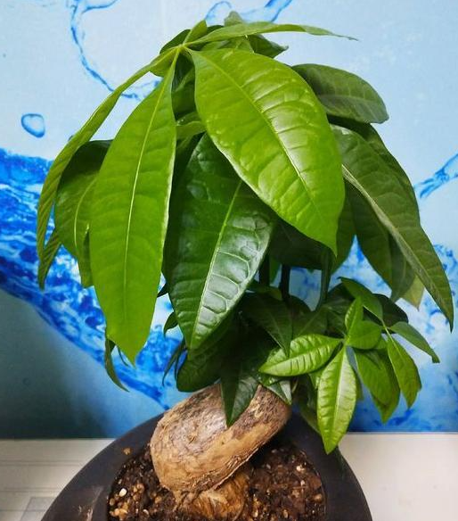 小盆发财树多久浇一次水