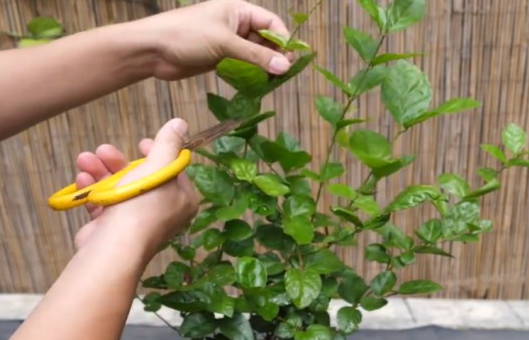 茉莉花老枝怎么修剪