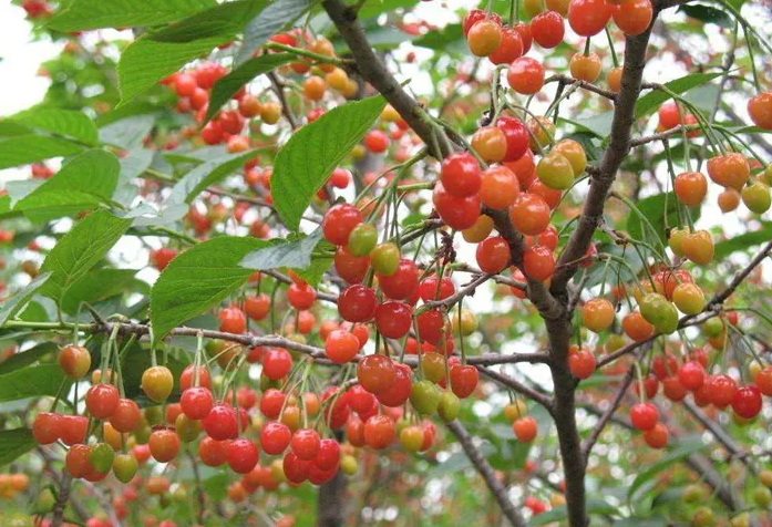 樱桃树的特点描写